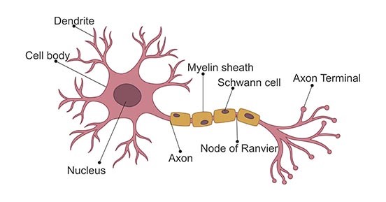 Get an Overview of Neuron Cells- CUSABIO